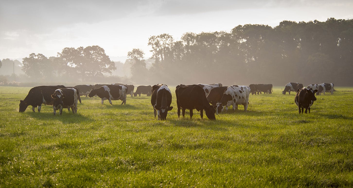 autumn grazing