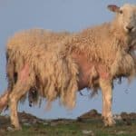 sheep scab